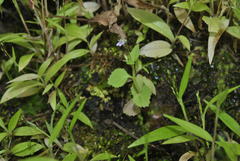 Lobelia heyneana