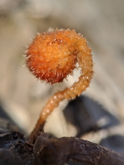 Boltenia villosa