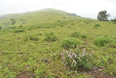 Strobilanthes sessilis