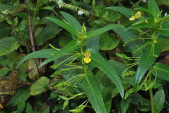 Impatiens dalzellii