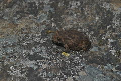 Duttaphrynus stomaticus