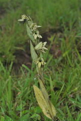 Habenaria heyneana