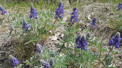 Lupinus pusillus