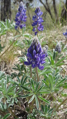 Lupinus pusillus