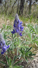 Lupinus pusillus
