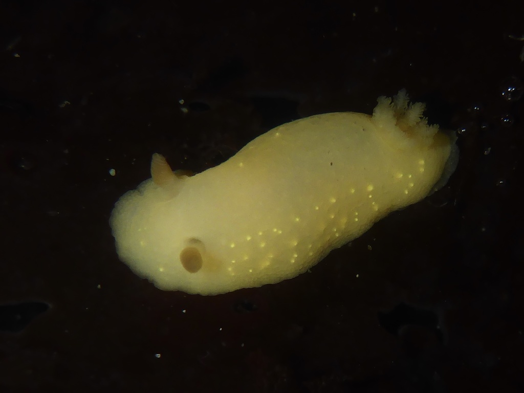 modest cadlina