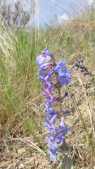 Penstemon nitidus
