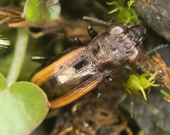 Notiophilus sylvaticus
