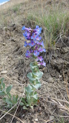 Penstemon nitidus