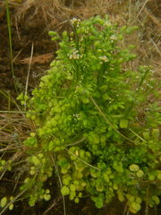 Cardamine umbellata