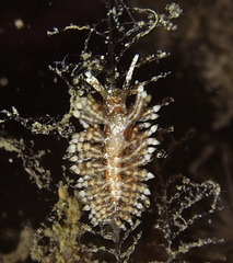 Eubranchus vittatus