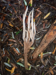 Clavulina castaneipes