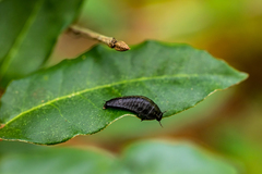 Necrophila americana