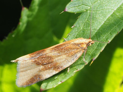 Clepsis steineriana