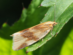 Clepsis steineriana