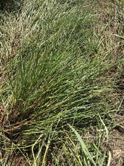 Juncus holoschoenus
