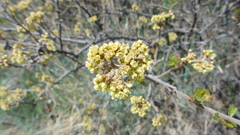 Rhus aromatica