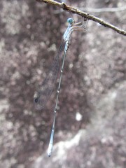 Labidiosticta vallisi