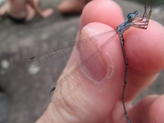 Labidiosticta vallisi