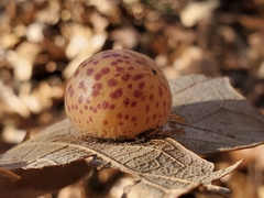 Atrusca quercuscentricola
