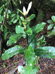 Alseuosmia macrophylla