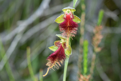 Calochilus grandiflorus