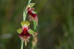 Calochilus grandiflorus