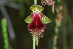 Calochilus grandiflorus