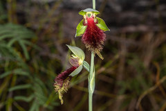 Calochilus grandiflorus