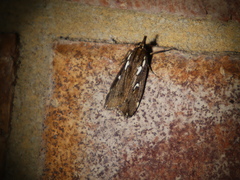 Perimeceta niphotypa