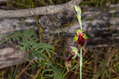 Calochilus grandiflorus