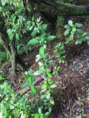 Alseuosmia macrophylla