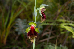 Calochilus grandiflorus