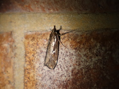 Perimeceta niphotypa