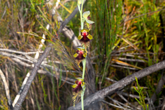 Calochilus grandiflorus
