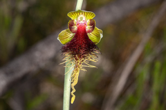 Calochilus grandiflorus