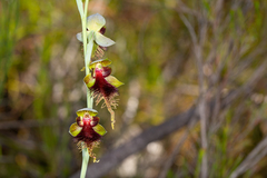 Calochilus grandiflorus