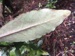 Alseuosmia macrophylla