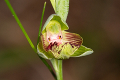 Calochilus grandiflorus