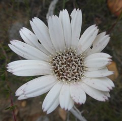 Gerbera serrata