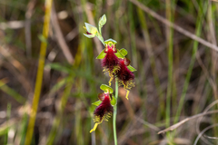 Calochilus grandiflorus
