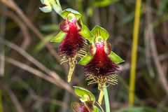 Calochilus grandiflorus