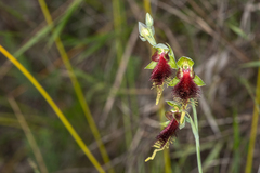 Calochilus grandiflorus