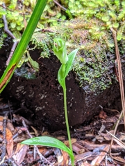 Pterostylis scabrida