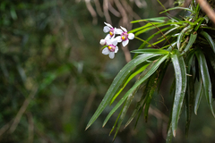 Sarcochilus fitzgeraldii