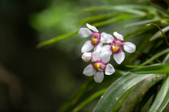 Sarcochilus fitzgeraldii