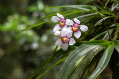 Sarcochilus fitzgeraldii