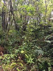 Alseuosmia macrophylla