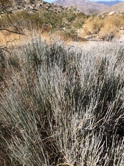 Ephedra californica