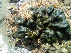 Codium convolutum